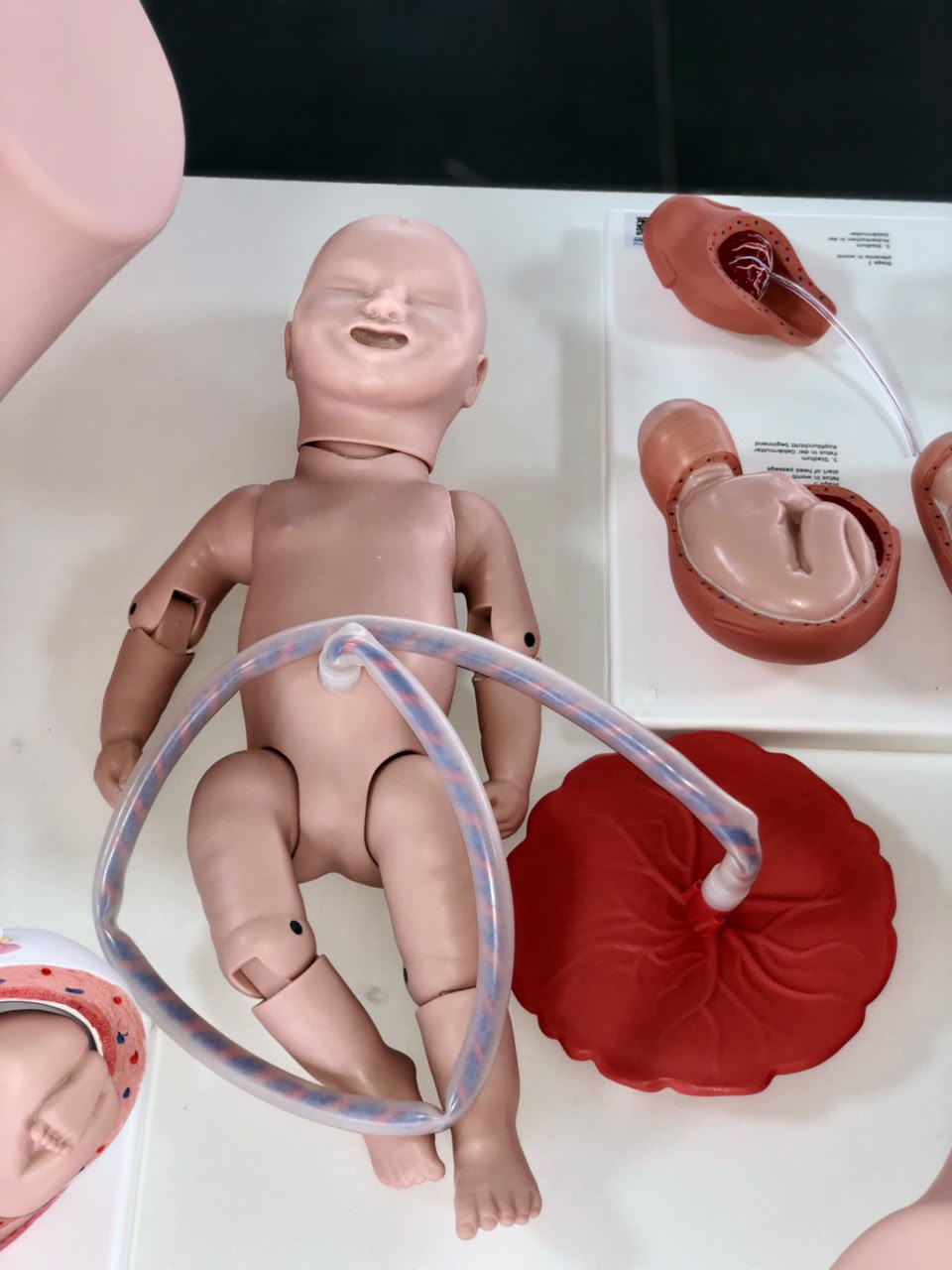 Modelos para simulación neonatal